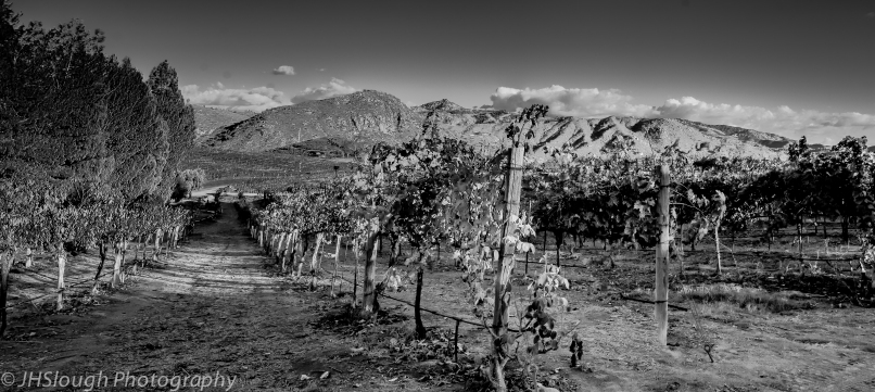 Wine, winery, jhslough, j slough, photography, photo, black and white, picture, orfilia winery, grape vines, fall, afternoon-1